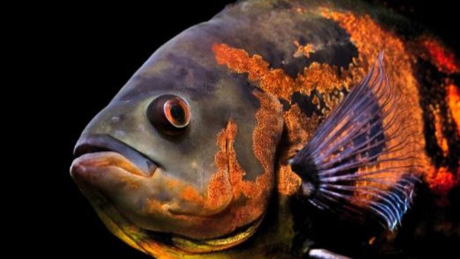 Espécies invasoras são animais, plantas e micro-organismos que vivem no Brasil, mas não são nativas do país-4