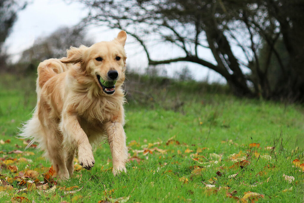 O golden retriever precisa de exercícios regulares (Imagem: Hollysdogs | Shutterstock)