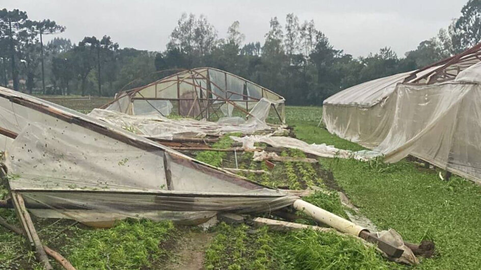 Mais preço e menos qualidade El Niño é obstáculo para produtores em lavouras catarinenses