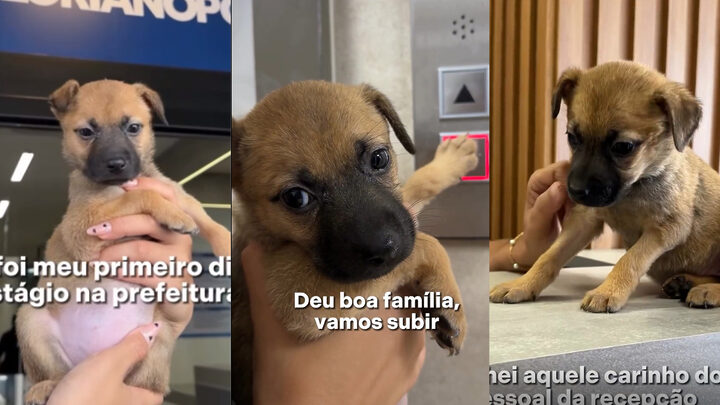 Mascote da Prefeitura