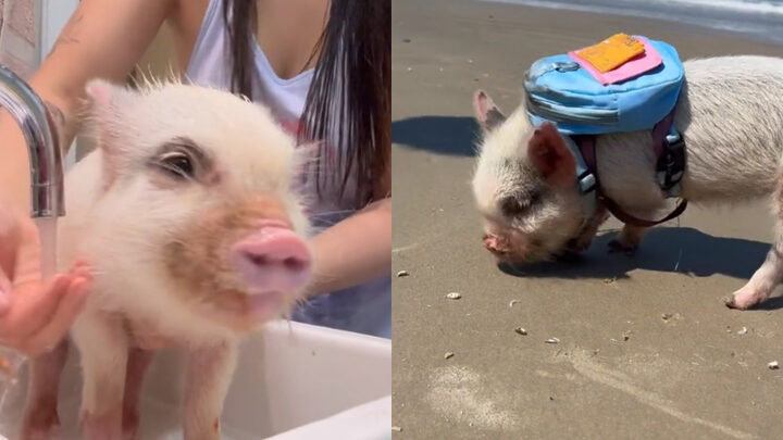 Moradora de Florianópolis compartilha rotina com mini porco de estimação Muito amor envolvido