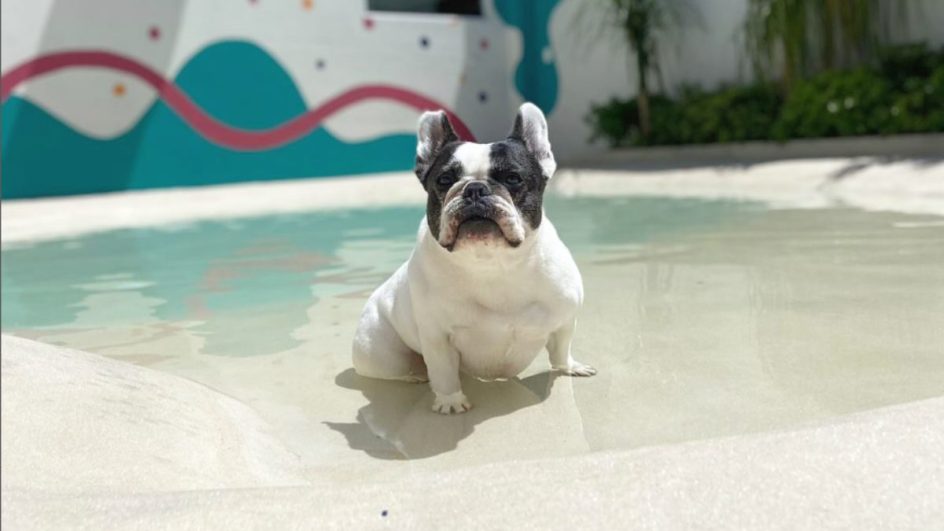 praia para cachorros em hotel