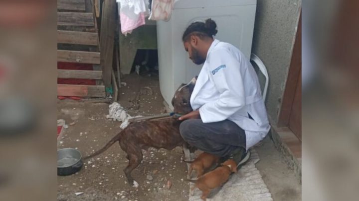 Pitbull fêmea e quatro filhotes foram resgatados em Florianópolis