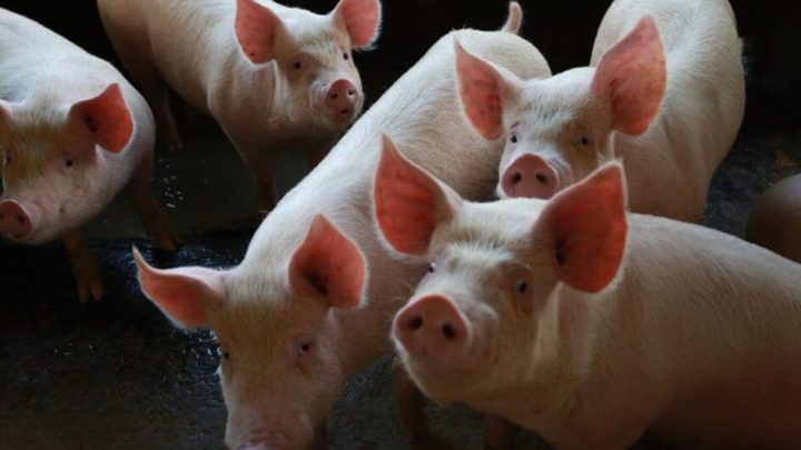 SC aumenta exportação de carne suína e amplia a liderança no setor para 30%-secom