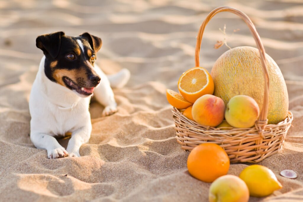 Frutas &aacute;cidas podem causar gastrite nos c&atilde;es (Imagem: SouthBaby | Shutterstock)