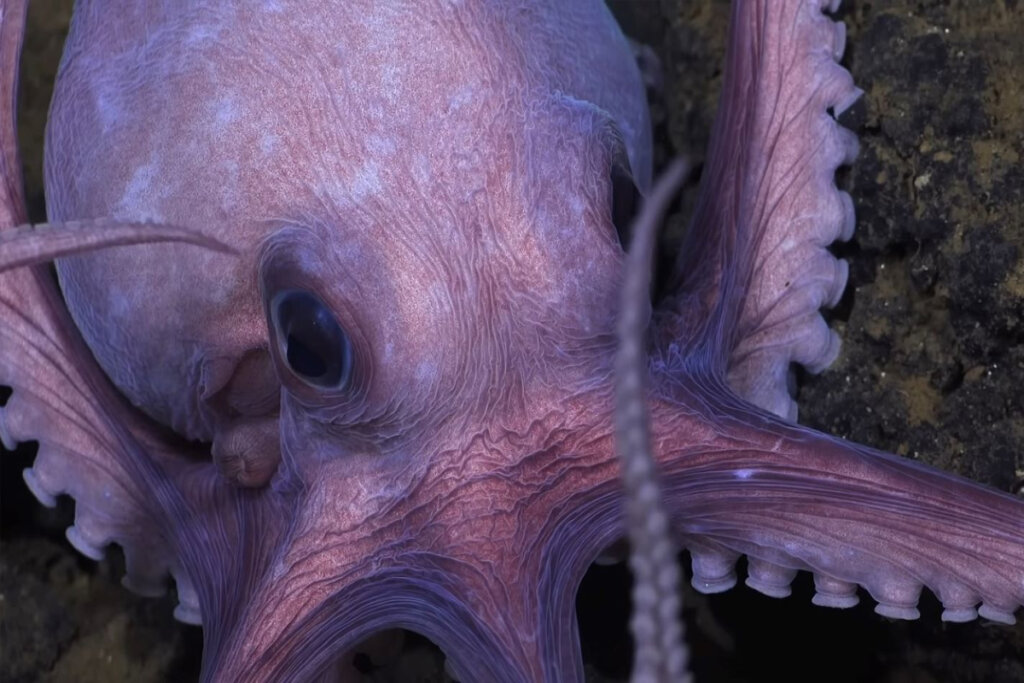 “Segredos dos Polvos” revela a fascinante inteligência e as habilidades extraordinárias desses seres marinhos (Imagem: Reprodução digital | Disney+)