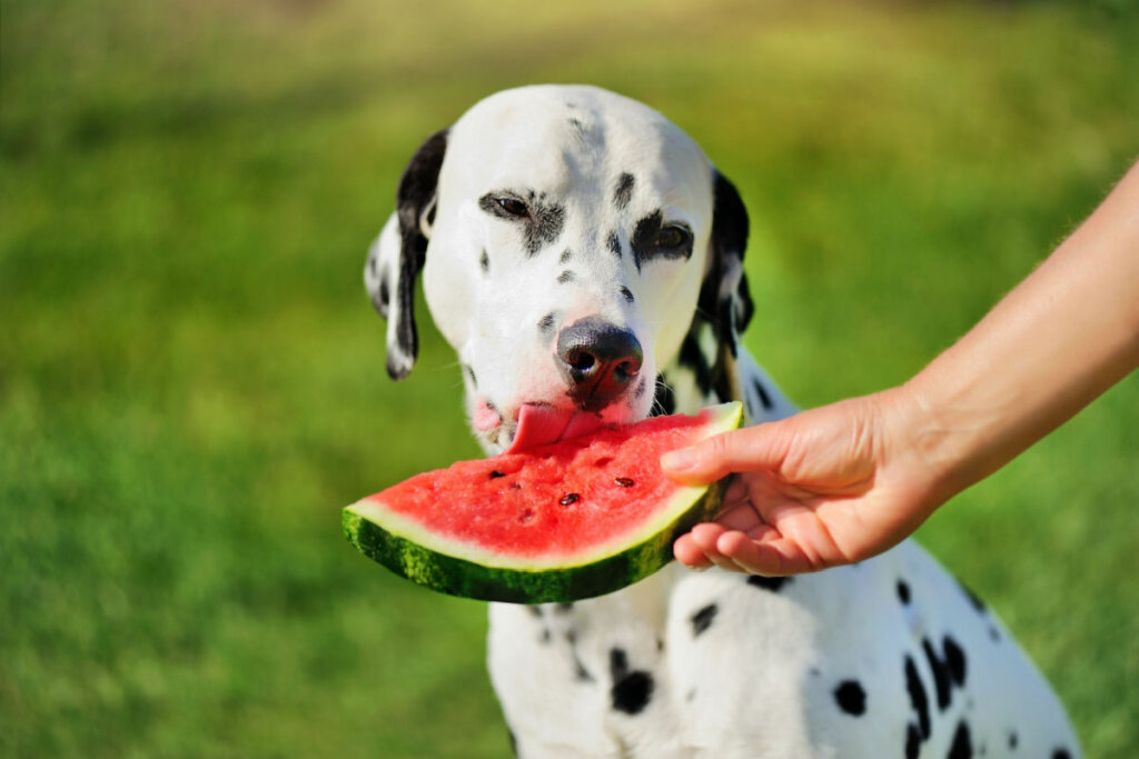 A melancia &eacute; uma &oacute;tima op&ccedil;&atilde;o para manter o cachorro hidratado (Imagem: Kasefoto | Shutterstock)