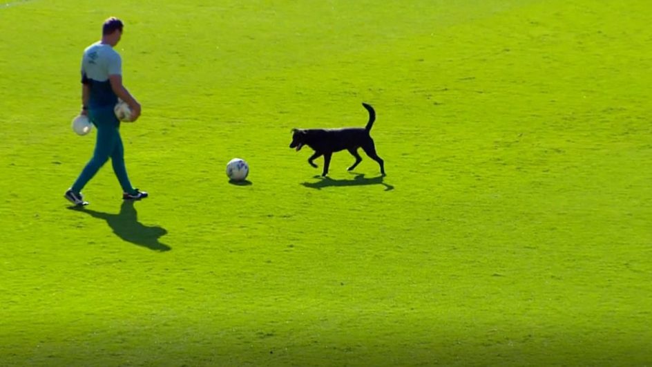 VÍDEO Cachorro invade campo do Criciúma antes de partida contra a Chapecoense