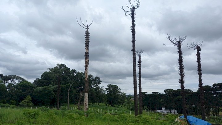 Araucárias que podem viver 500 anos são alvo de suposto envenenamento