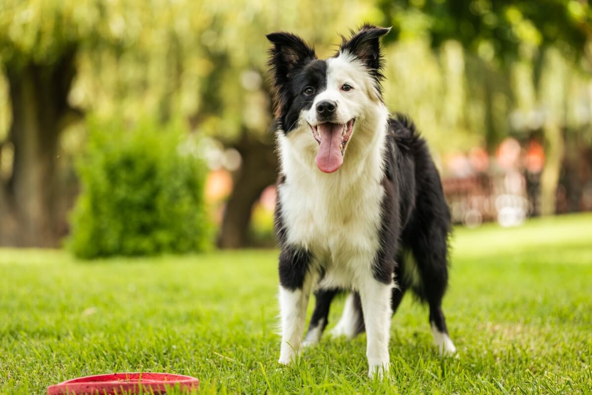 É possível educar um cachorro e torná-lo bem-comportado (Imagem: Arnold.Petersen | Shutterstock)