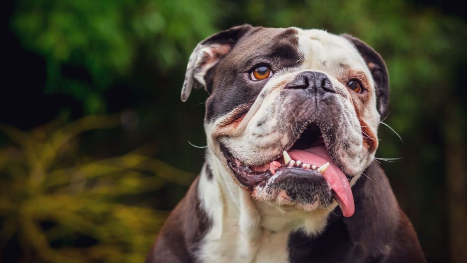 Algumas raças de cachorro podem custar bem caro (Imagem: Laurent Renault | Shutterstock)