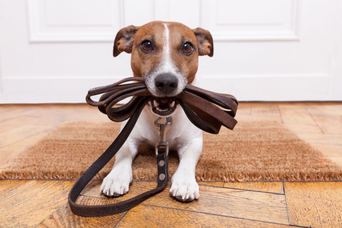 A coleira e a guia são importantes para garantir a segurança do cachorro em passeios (Imagem: Javier Brosch | Shutterstock)