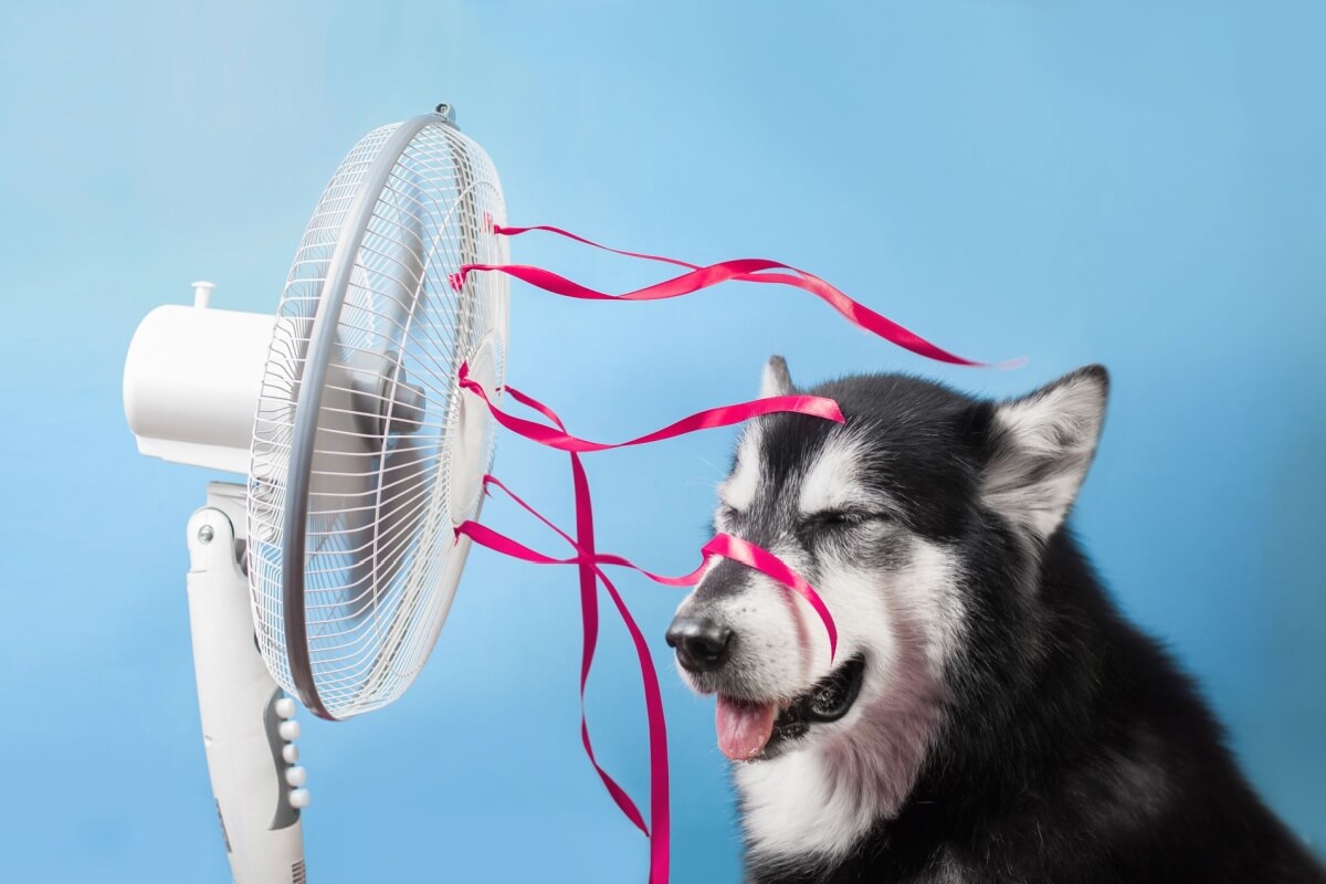 O calor extremo pode colocar a saúde de cães e gatos em risco (Imagem: Ellina Balioz | Shutterstock)