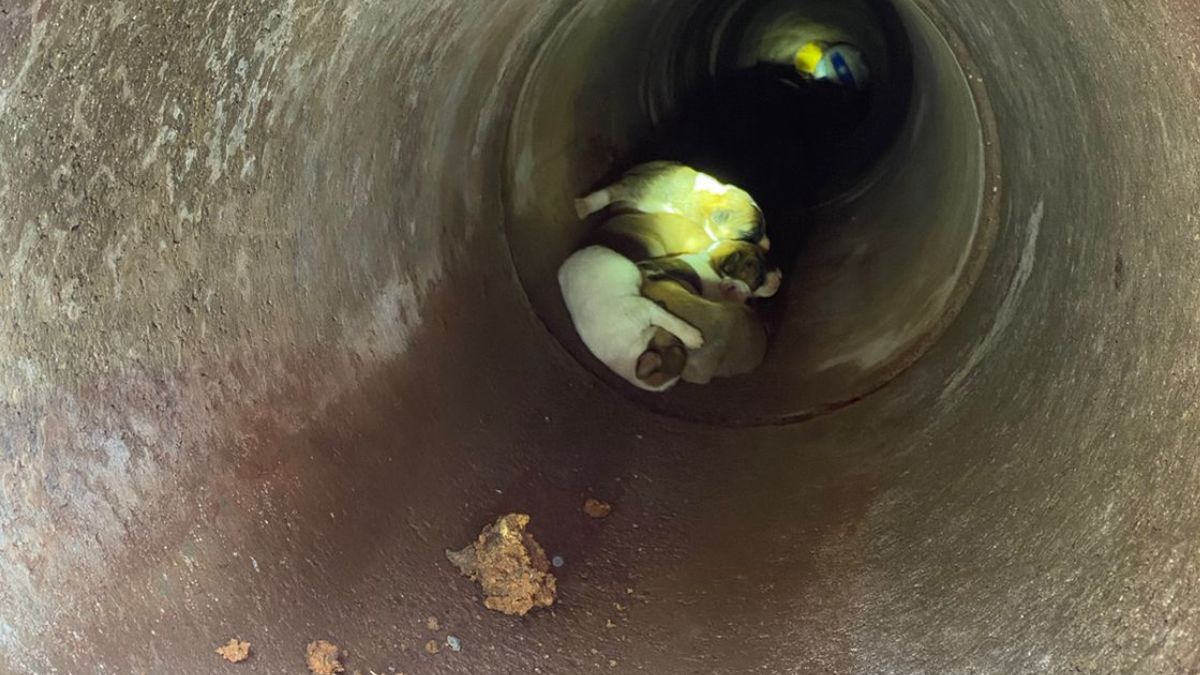 Sete pequenos filhotes de cachorro estavam presos em um bueiro (Foto: Corpo de Bombeiros Militar, Divulgação)