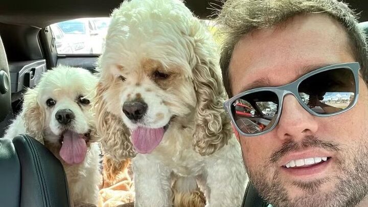 Cães foram esfaqueados por vizinho