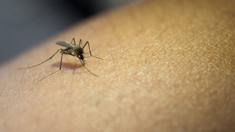 Primeira morte por dengue em Xaxim (Foto: Ministério da Saúde, Divulgação))