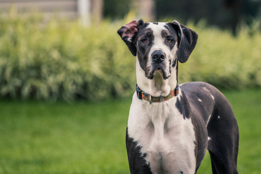 O dogue alemão tem personalidade sociável (Imagem: Earl Wilkerson | ShutterStock)