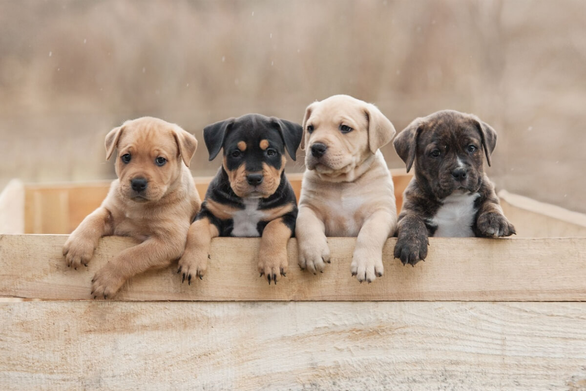 Os filhotes precisam de cuidados específicos antes das vacinas (Imagem: Rita_Kochmarjova | Shutterstock)