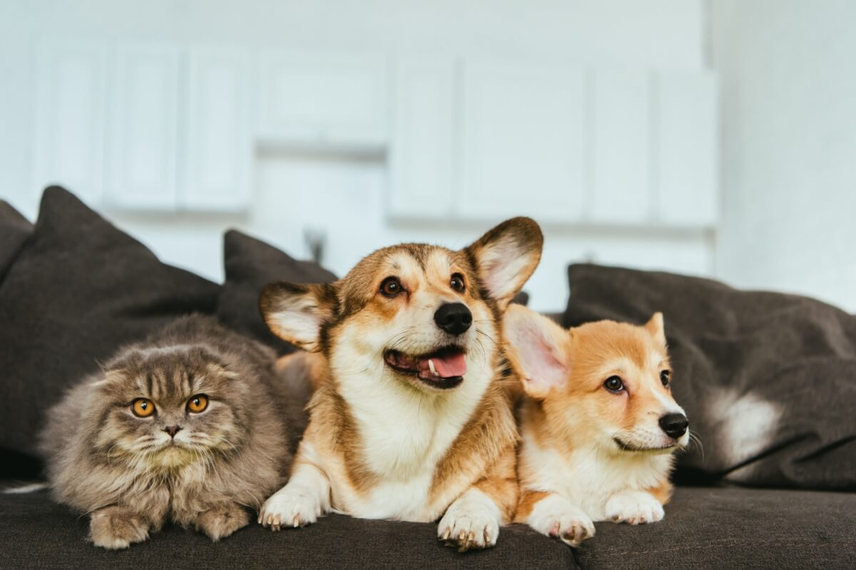 O tutor deve tomar cuidado para que os pets não tenham contato com itens tóxicos (Imagem: LightField Studios | Shutterstock)