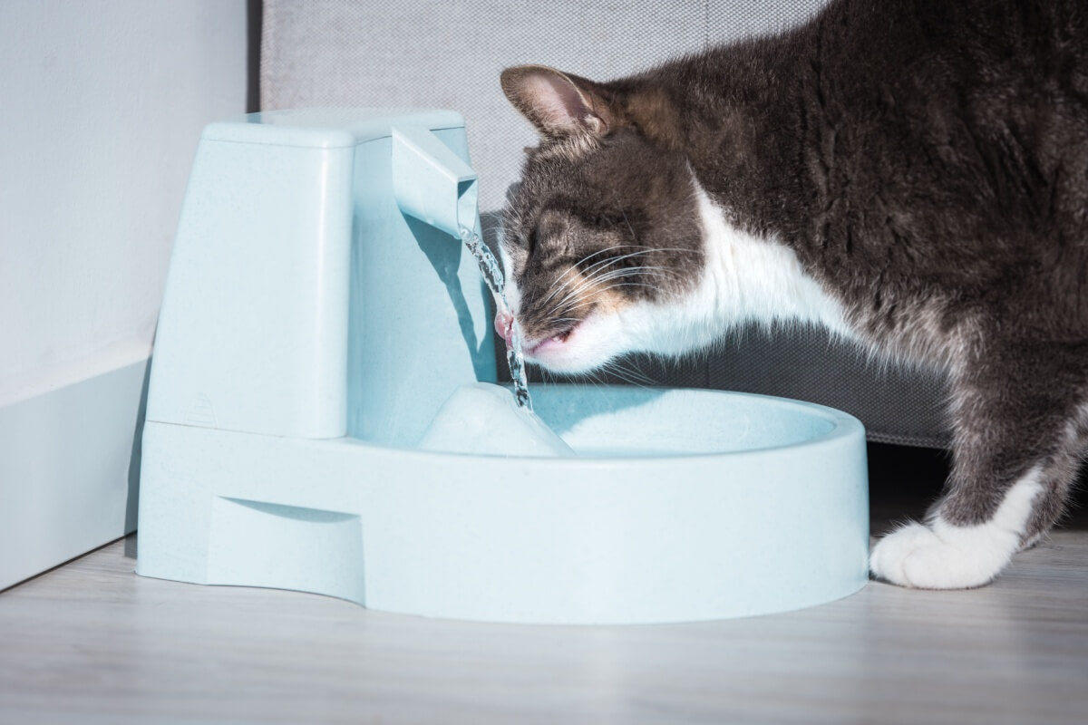 A baixa ingestão de água pode contribuir para doenças renais nos pets (Imagem: Creative Cat Studio | Shutterstock)