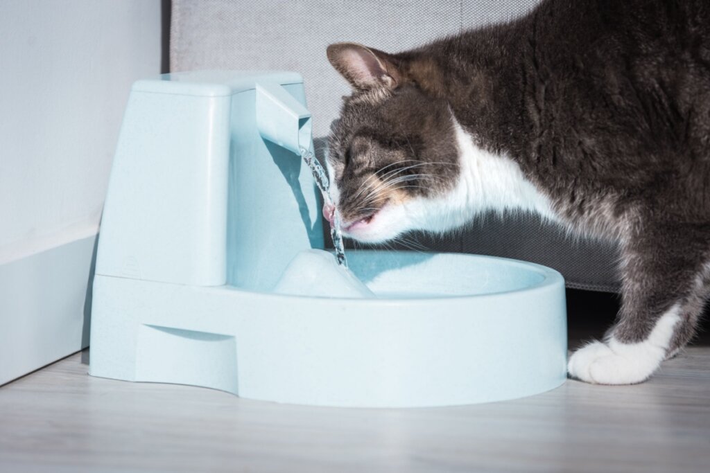 Mudanças na ingestão de água sugerem sintoma de doença renal (Imagem: Creative Cat Studio | Shutterstock)