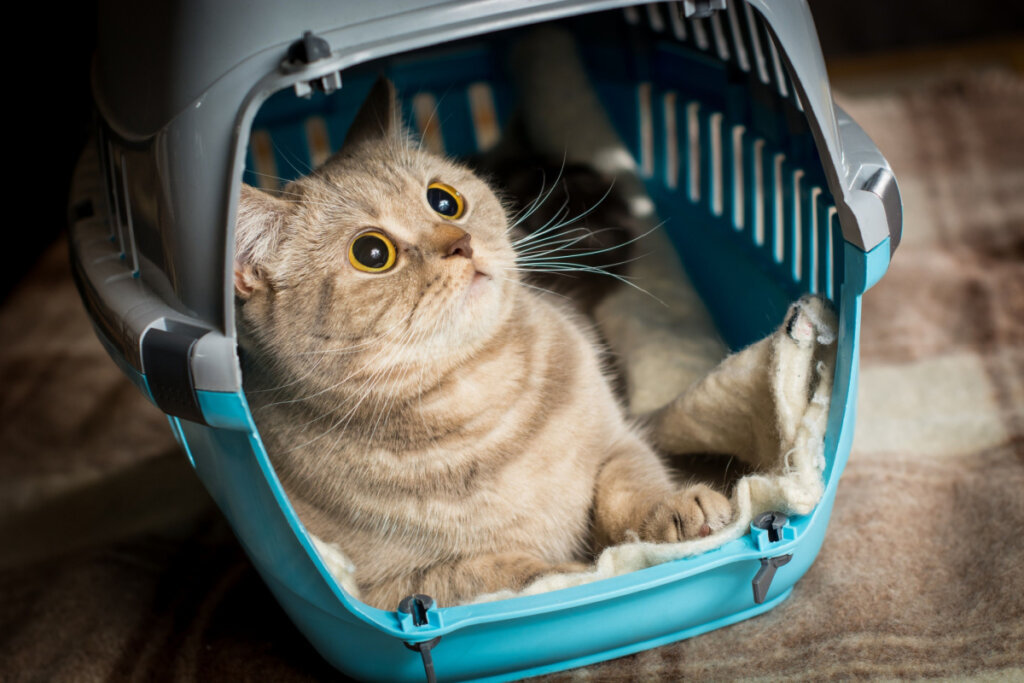 É importante que o animal seja transportado em uma caixa adequada (Imagem: Oleg Batrak | Shutterstock)