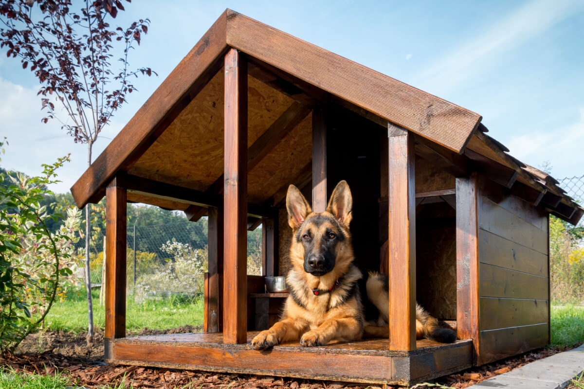 O cachorro da raça pastor alemão é inteligente, leal e protetor (Imagem: pryzmat | Shutterstock)