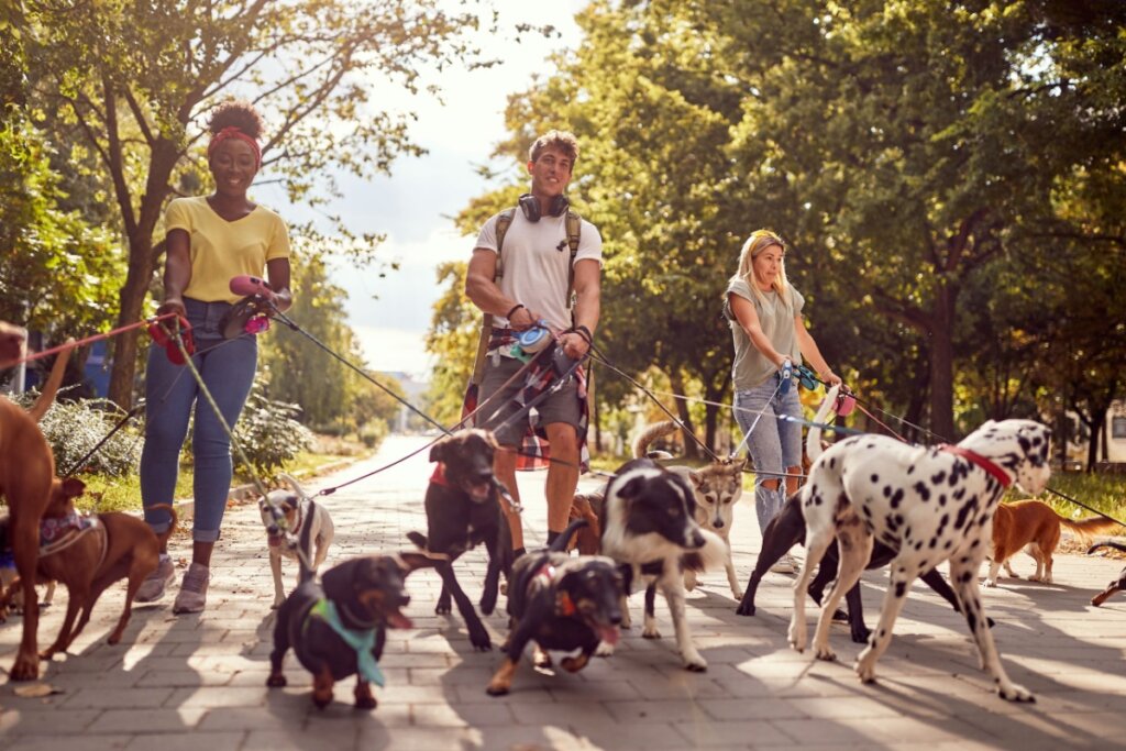 Ter ajuda profissional com os pets pode ajudar após as férias (Imagem: Lucky Business | Shutterstock)