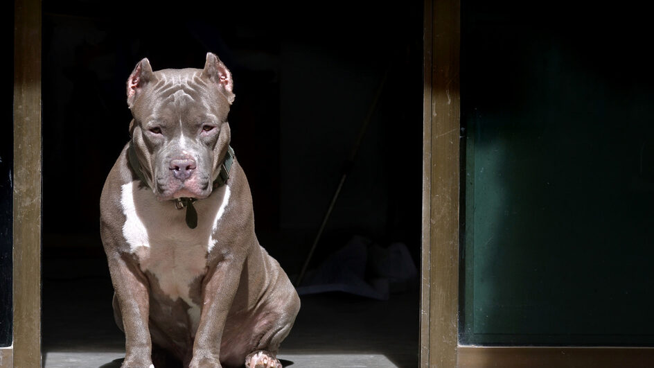 pitbull esfaqueado