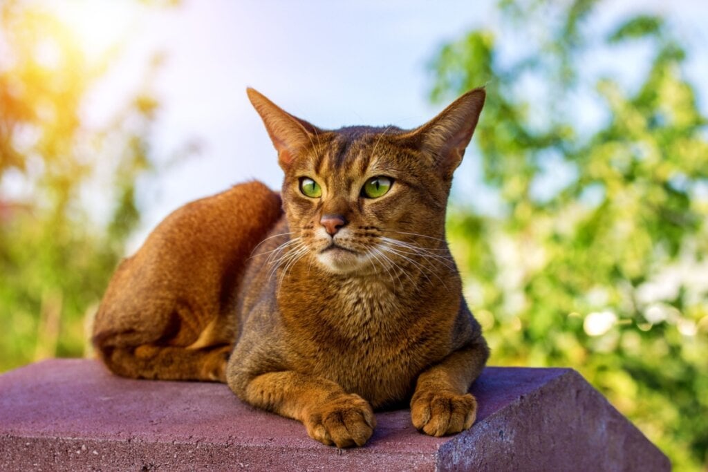 O abissínio, originário da Etiópia, é um gato extrovertido, ágil e atlético (Imagem: Kyselova Inna | Shutterstock)