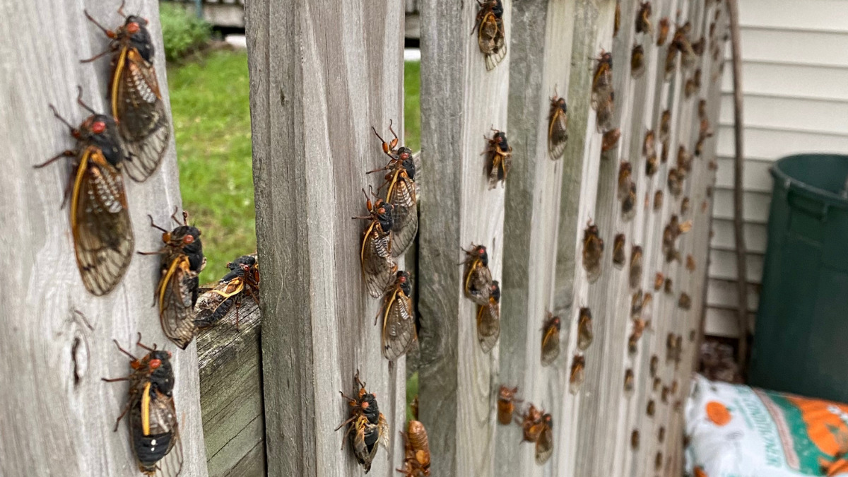 Apocalipse de cigarras