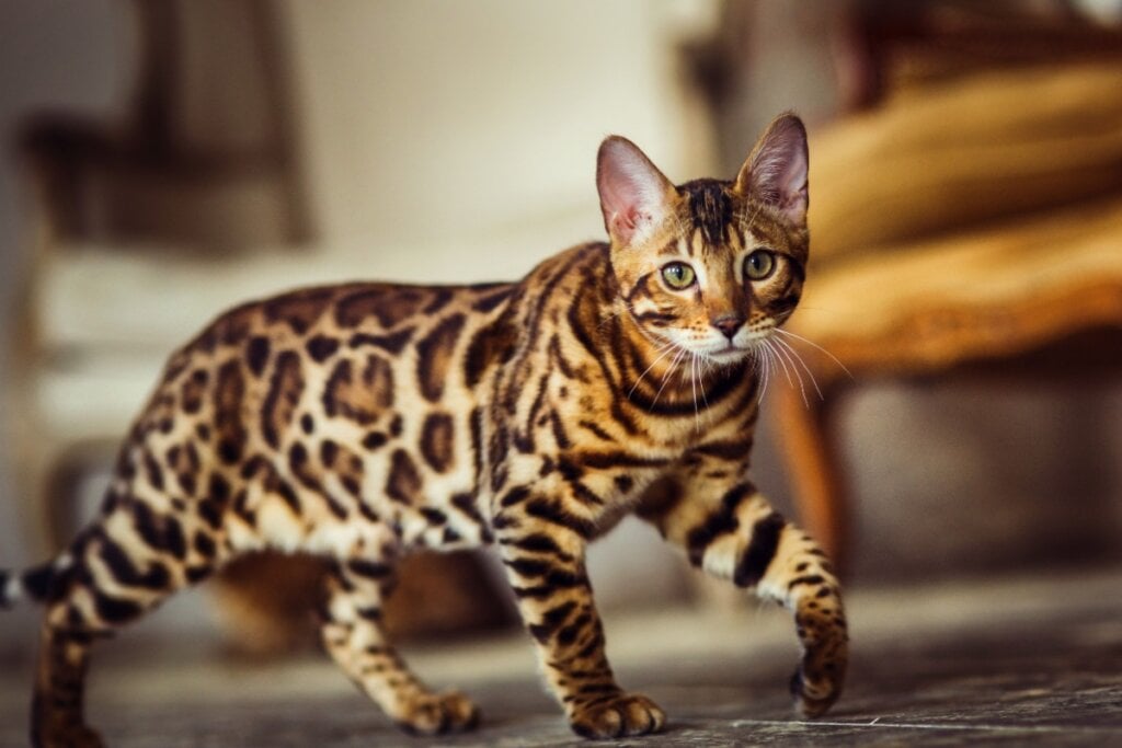 O bengal é energético, ativo e explorador (Imagem: Alexander_Evgenyevich | Shutterstock)