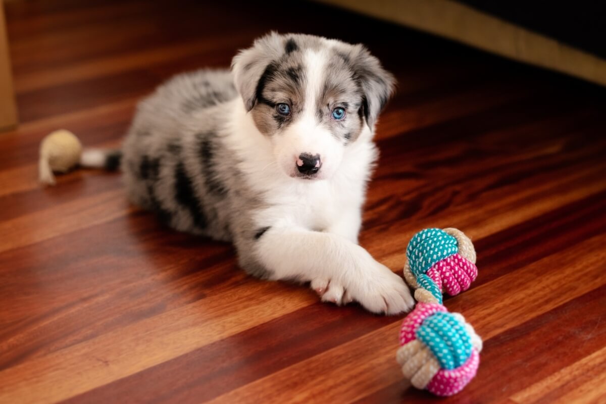 É preciso ter cuidado com alguns brinquedos para manter o bem-estar dos pets (Imagem: Annorak Nk | Shutterstock)