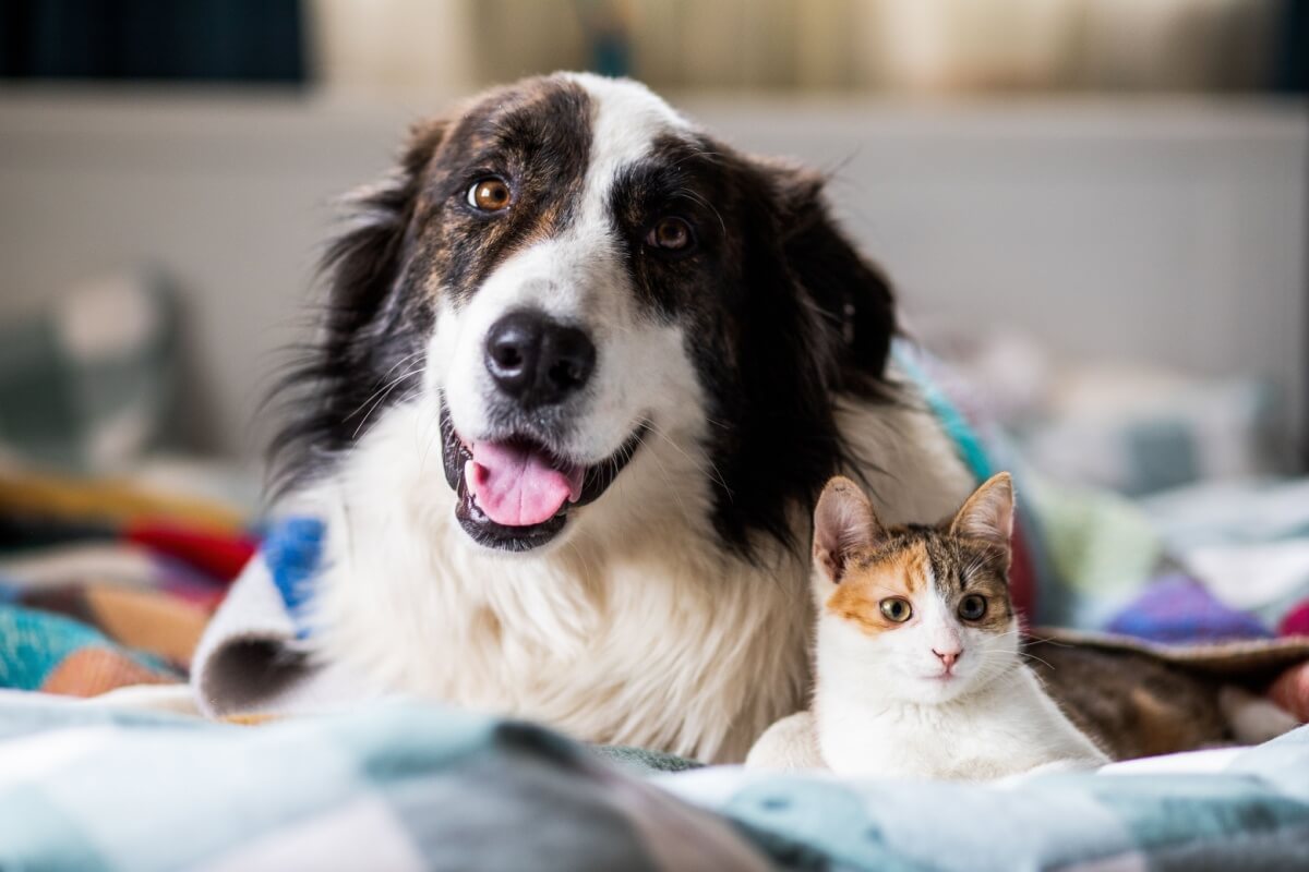 Abril Laranja é um mês dedicado ao combate à violência animal e à promoção de práticas éticas e compassivas em relação aos animais (Imagem: Melinda Nagy | Shutterstock