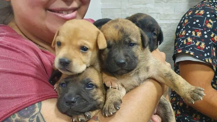 Cães em situação de rua resgatados