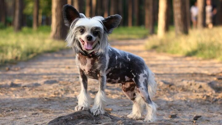 Alguns cachorros se destacam por suas características físicas distintas (Imagem: Anna_Bondarenko | Shutterstock)