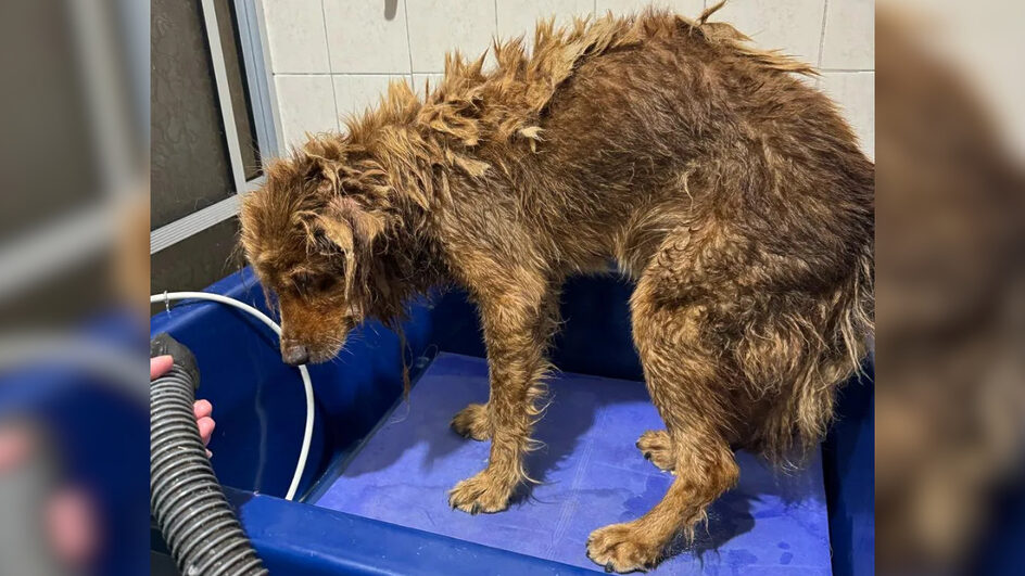 Cão idoso e cego é resgatado de local "insalubre" em São José