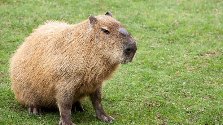 Capivara na pista atrasa voos