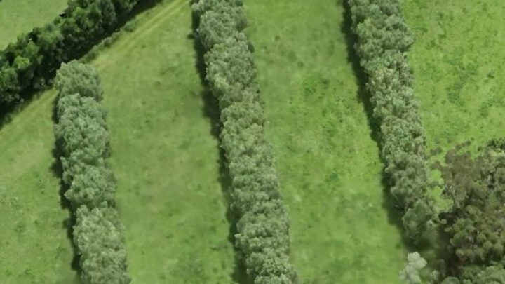 Drones podem auxiliar monitoramento de plantações de árvore nativa em SC