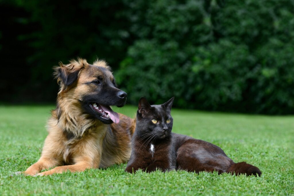 A castração reduz riscos de doenças nos pets (Imagem: schubbel | Shutterstock)