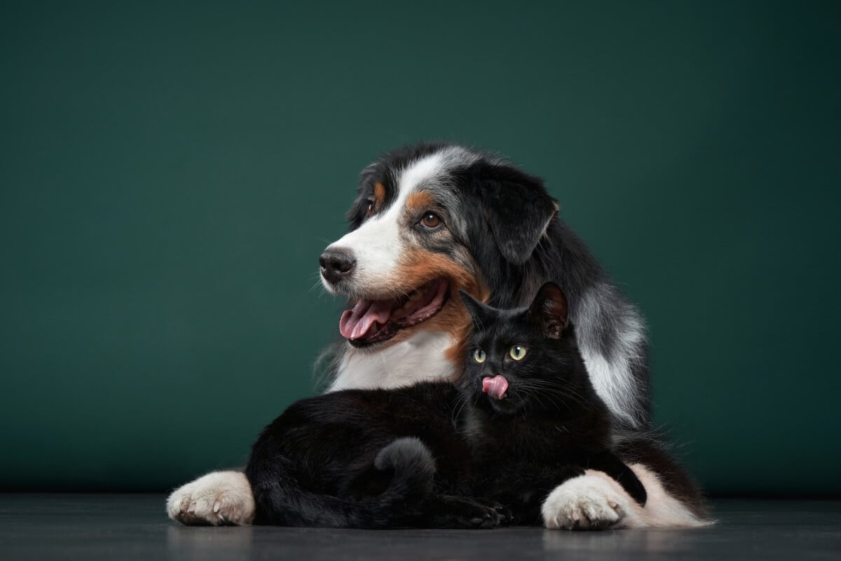 Alguns tipos de sarna podem causar problemas na pele dos pets (Imagem: dezy | Shutterstock)