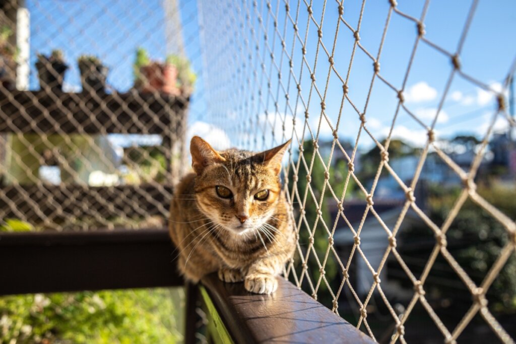 É recomendado que os tutores de gatos os mantenham dentro de casa para evitar acidentes (Imagem: cabuscaa | Shutterstock)
