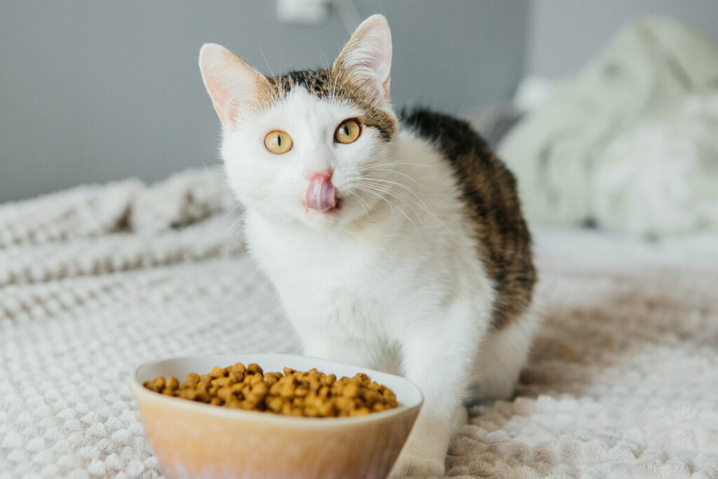 Os gatos não costumam gostar de alimentos doces (Imagem: AlexanderDubrovsk | Shutterstock)