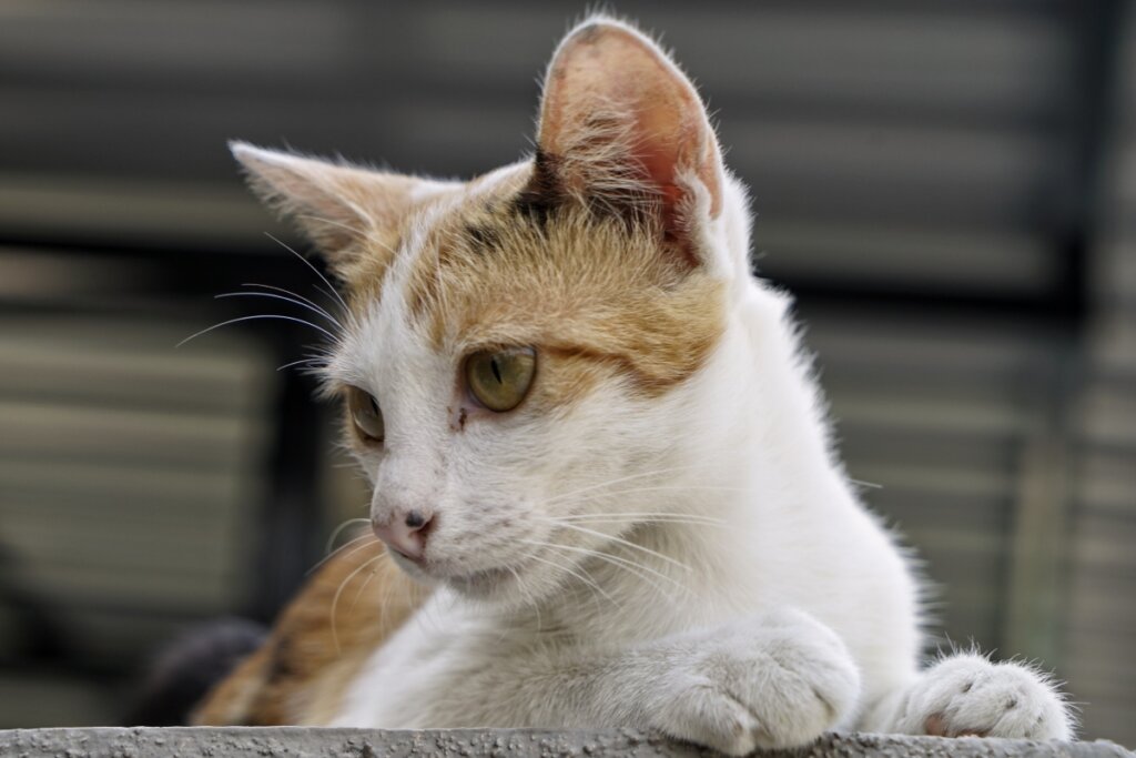 Gatos vira-latas costumam se adaptar facilmente devido &agrave;s experi&ecirc;ncias que tiveram na vida (Imagem: ibnu alias | Shutterstock)