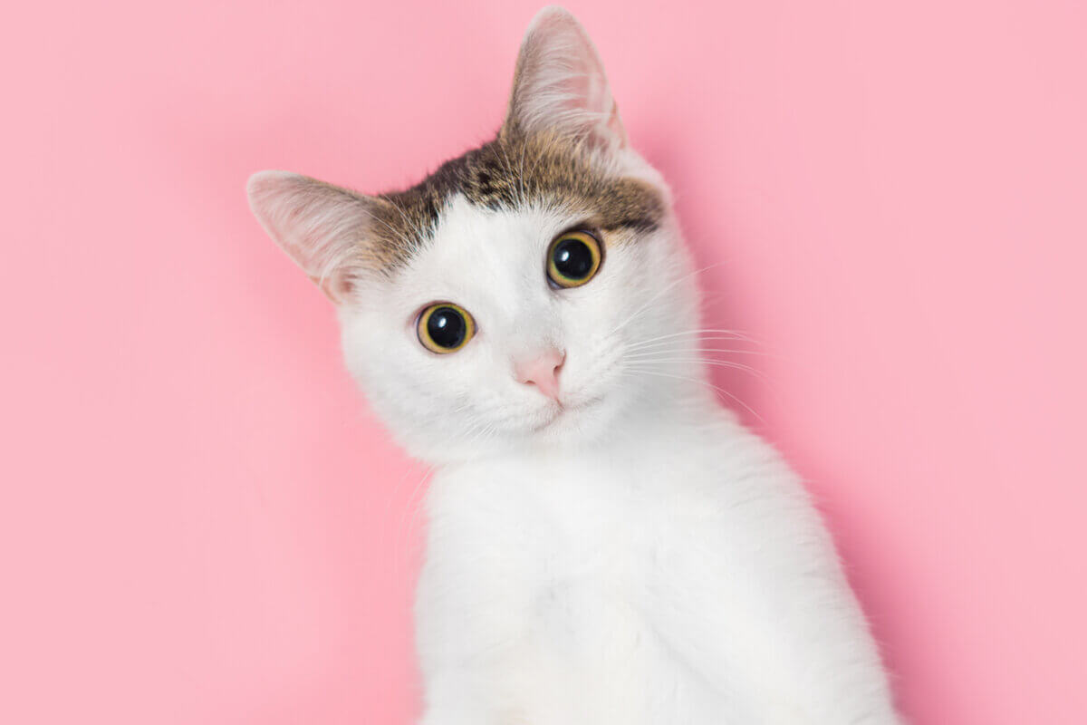 Personalidade enigmática dos gatos gera curiosidades (Imagem: AlexanderDubrovsky | Shutterstock)
