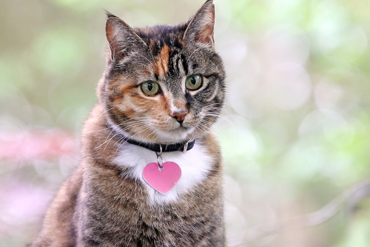 Estilo dos cantores de pop ajuda a escolher o nome dos gatos (Imagem: cpaulfell | Shutterstock)