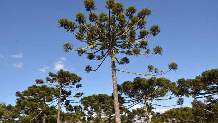 Lages será sede do IV Seminário sobre Sustentabilidade da Araucária (1)