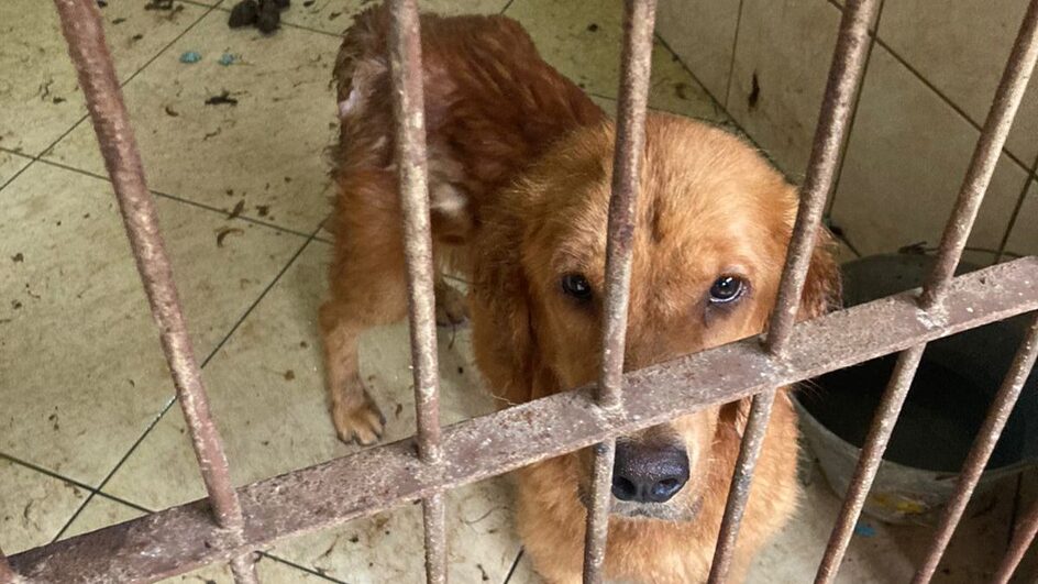 Fundação do Meio Ambiente de Treviso resgatou cães e gatos