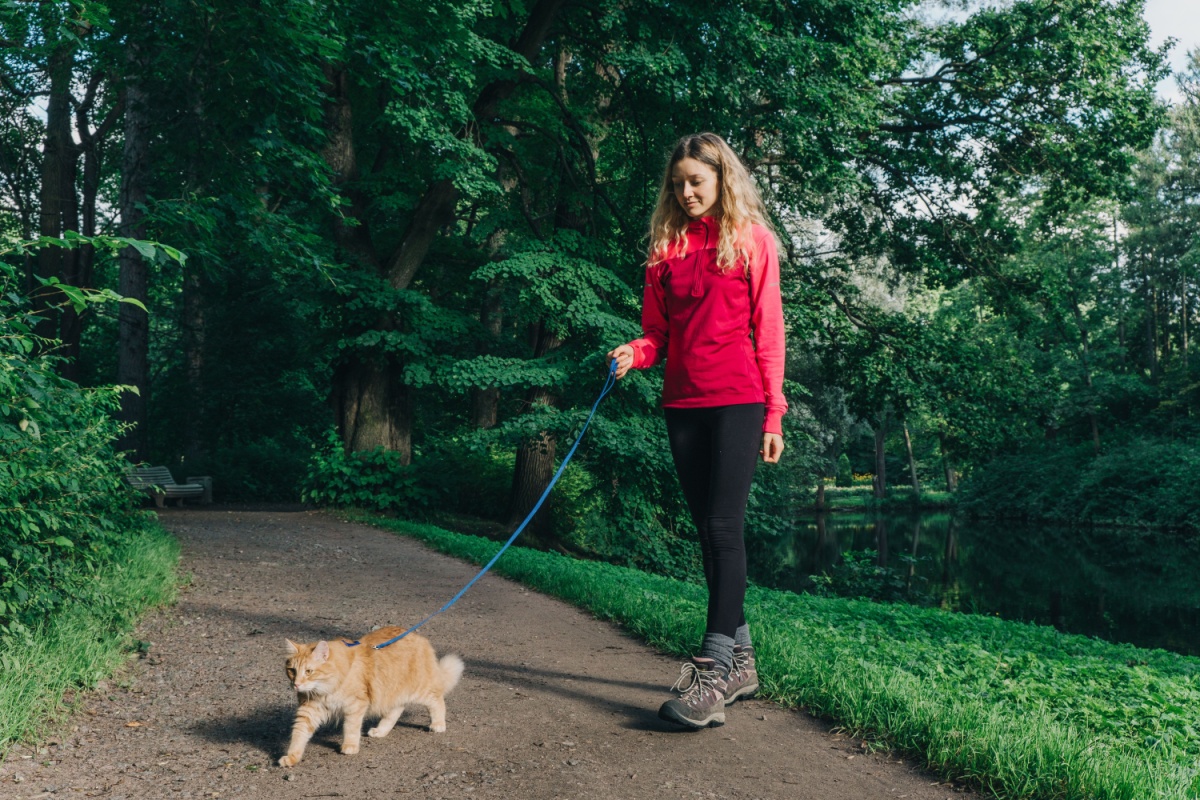 Em alguns casos, gatos precisam de passeios diários (Imagem: PERO studio | Shutterstock)