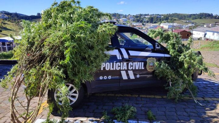 Operação Basta encontrou pés gigantes de maconha